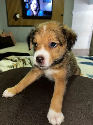 Cachorro para doação
