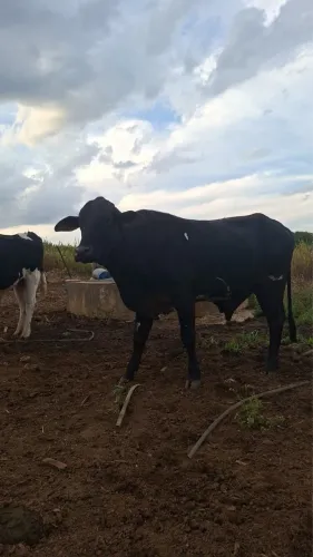 VENDE-SE BOI GIROLANDO CAPÃO 