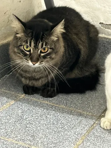 Gatos