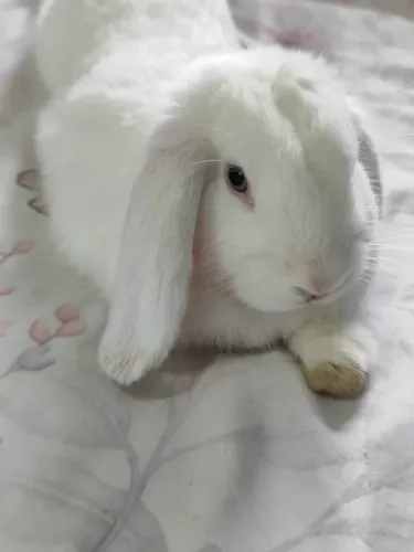 Coelho mini lop branco