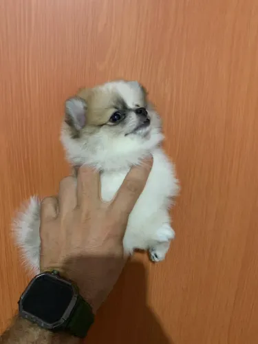 Spitz alemão anao 