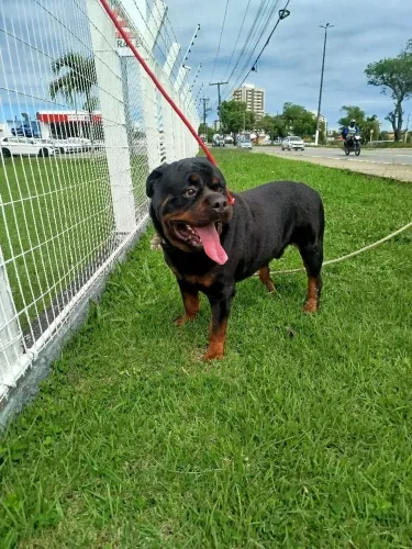 Tenho cão de guarda pra alugar 
