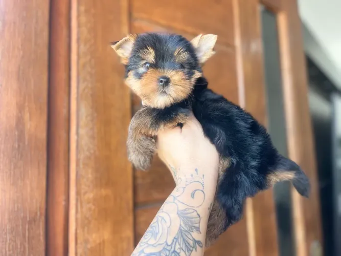 Lindo macho mini york com duas doses de vacina