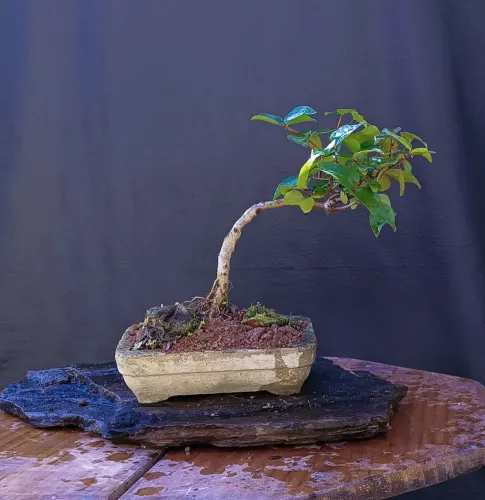 Bonsai pitanga