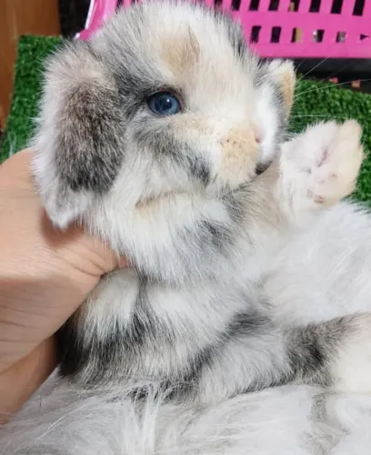 Mini lop uruguaio 