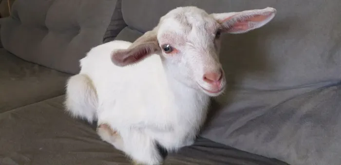 Cabrito Saanen