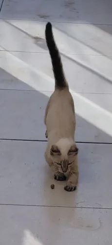 GATA PARA DOAÇÃO