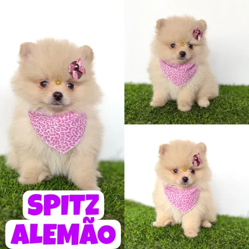 Linda Feminha de Spitz Alemão c/ Microchipe + Garantia + Parcelado 12x