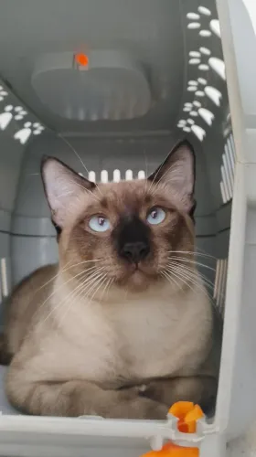 Gato siamês castrado