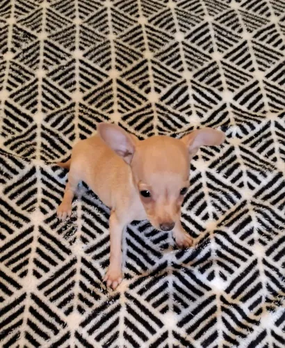 Pinscher Miniatura Zero Macho Minúsculo Perfeito Padrão Da Raça 