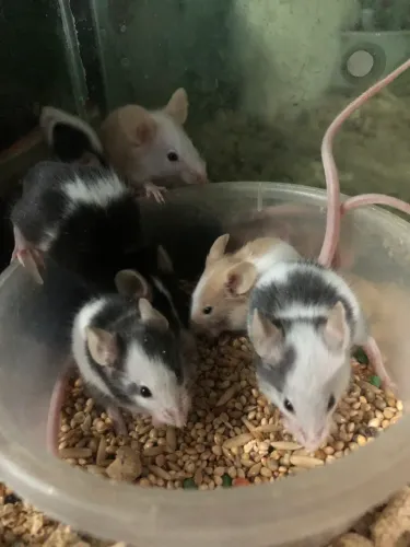 Camundongos Topodongos 