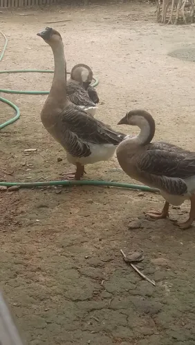vendo ganso 1 macho 2 fêmea 