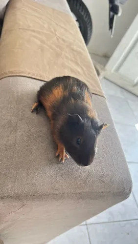 Porquinho da india a venda apenas dois meses de vida