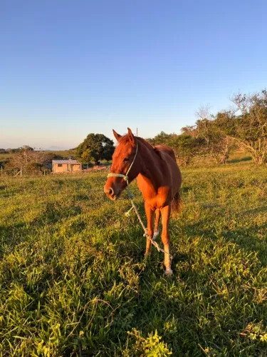 Vendo potro qm