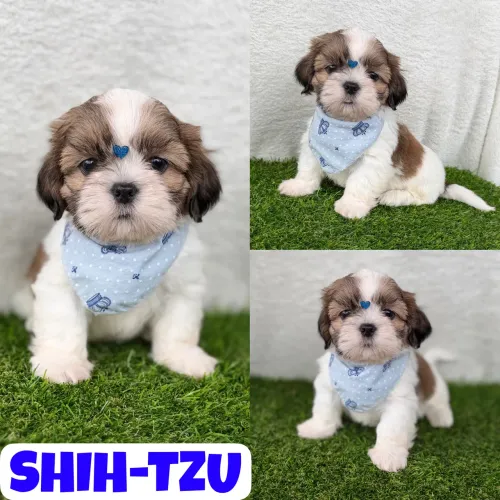Machinho de Shih-Tzu c/ Garantia 