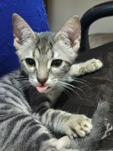 Gatos para adoção/ filhotes/ gatinhos
