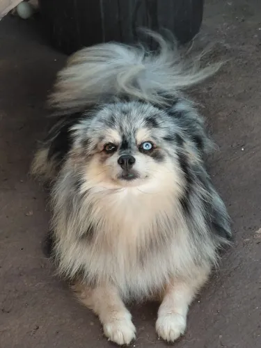 Macho de spitz para cruza