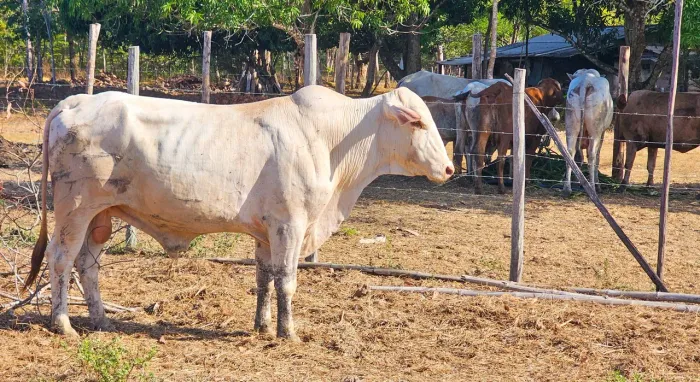Lote de 3 bois, 3 vacas[duas estao prenhas], 2 bezeros