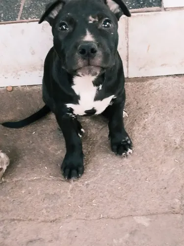Pitbull Black fêmea disponível