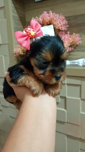 Linda fêmea e macho