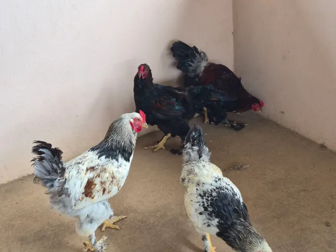 Galo Brahma