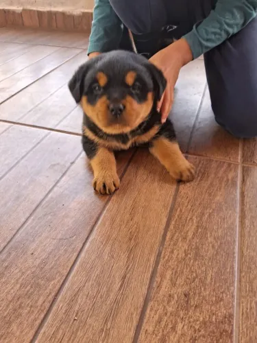 Rottweiler