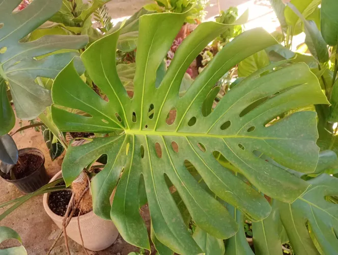 Plantas ornamentais