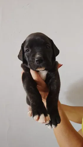 Filhotes fêmeas fila brasileiro