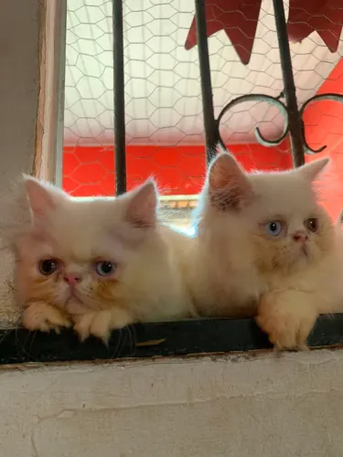 Gatos Persa casal exótico