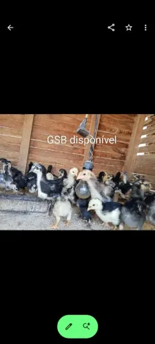 GSB, pintinhos,cores variadas