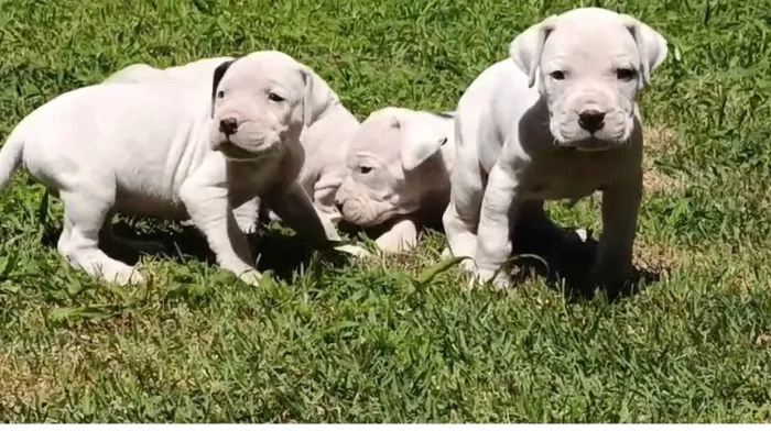 Dogo Argentino filhotes