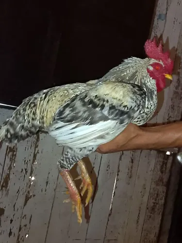 Galo nanico