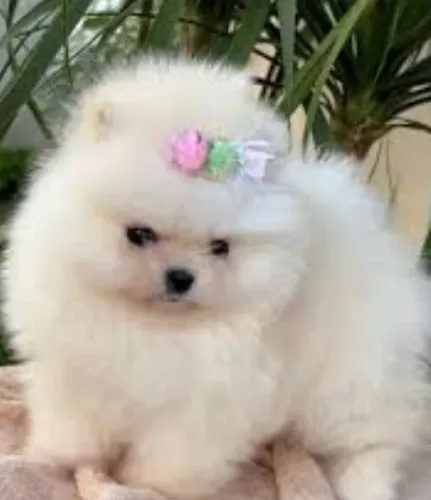 Lulus da Pomerânia fêmea e macho com garantia 