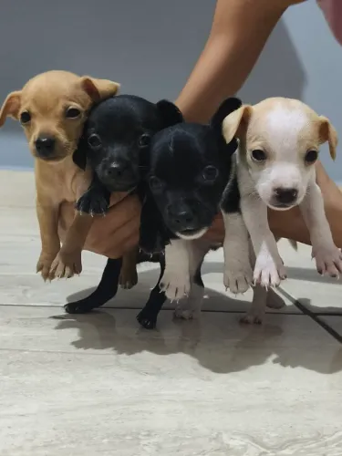 Filhote de pinscher 