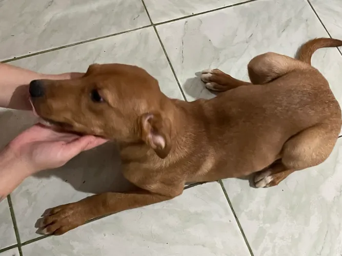Adoção urgente cachorro porte grande 