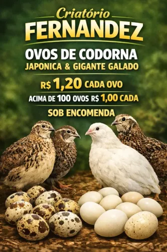 Ovos férteis de codorna 