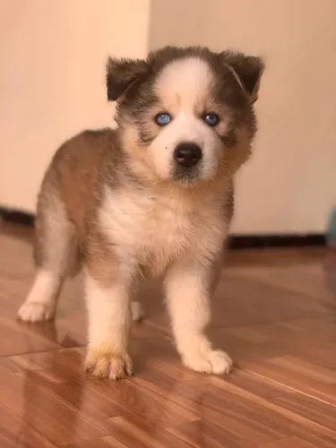 Cachorro Husky Siberiano macho