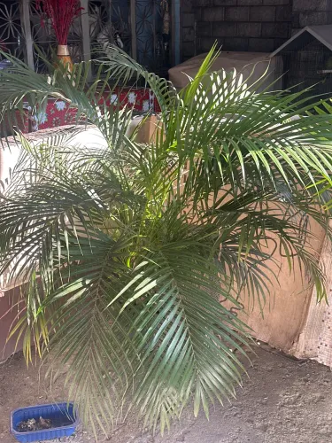 Palmeira linda