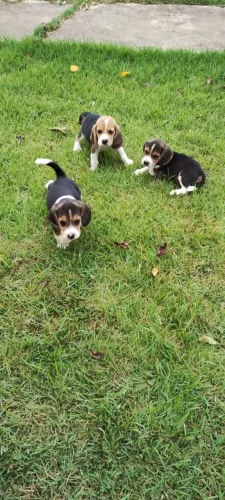 Filhotes de beagle pedigree