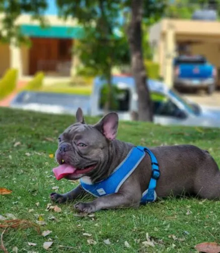 Doção buldogue 