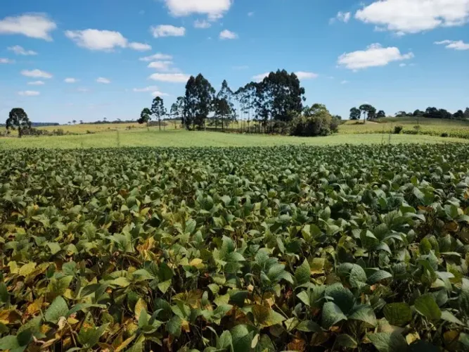 Terreno Rural 193.600m² com 100.000m² de Lavoura Pronta em Campo Belo do Sul - SC