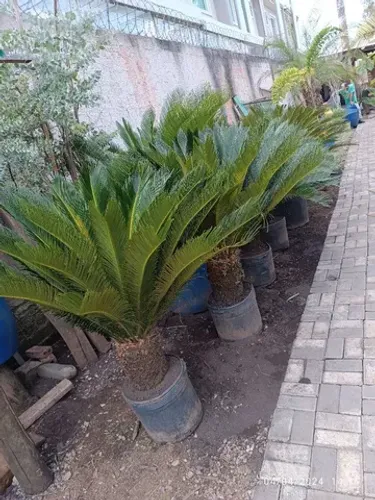 Palmeira Cica adultas 