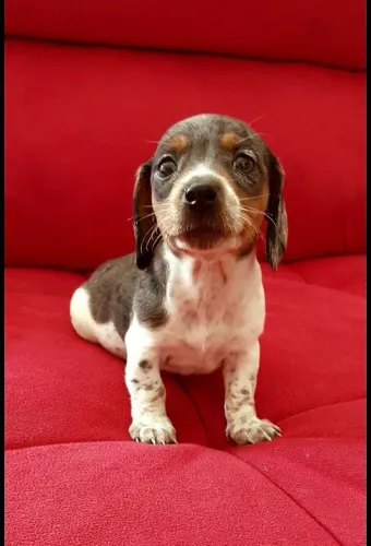 Daschund Teckel salsichinha a pronta entrega 