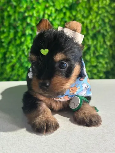 Filhote Yorkshire de pequeno porte