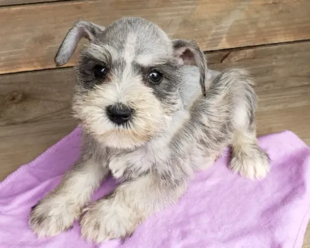 Companheiro  Schnauzer