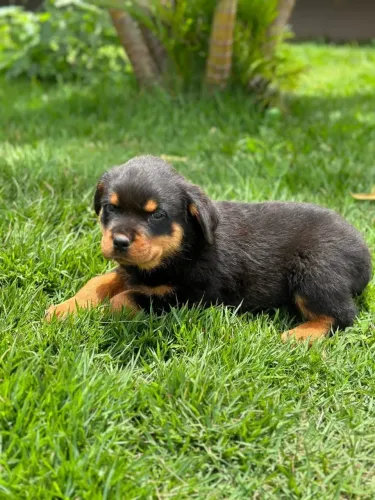 Rottweiler - Puro Sangue porte alemão