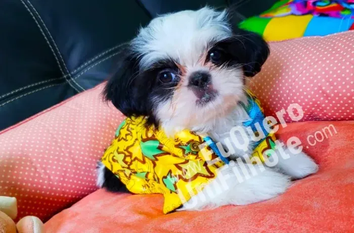 Lhasa Apso Miniatura Fêmea com Pelagem Exuberante