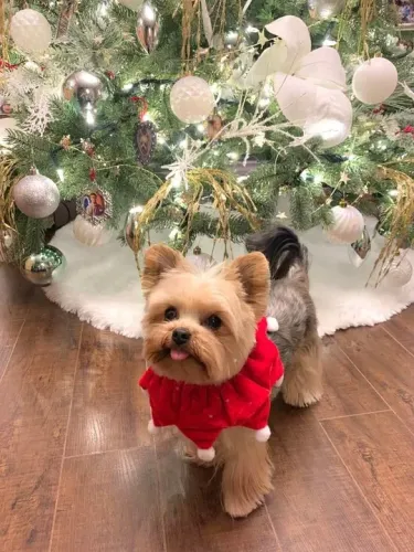 Yorkshire Terrier Fêmea - ainda da tempo de presentear alguém especial 