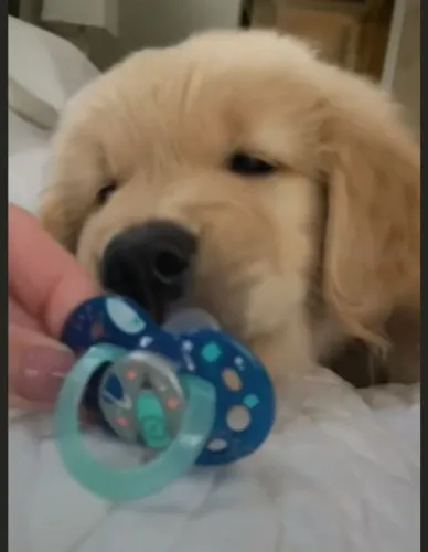 Golden retriever barulhento