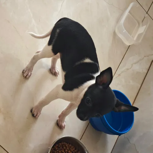 Cachorro pinscher fêmea 